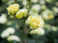 群生から飛び出した黄薔薇