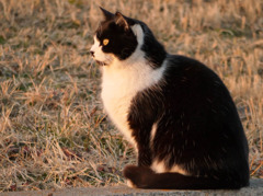 夕日を浴びる猫1