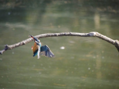 カワセミ着艦　高速連写4連発(3)