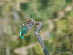 カワセミ着艦　横から撮影