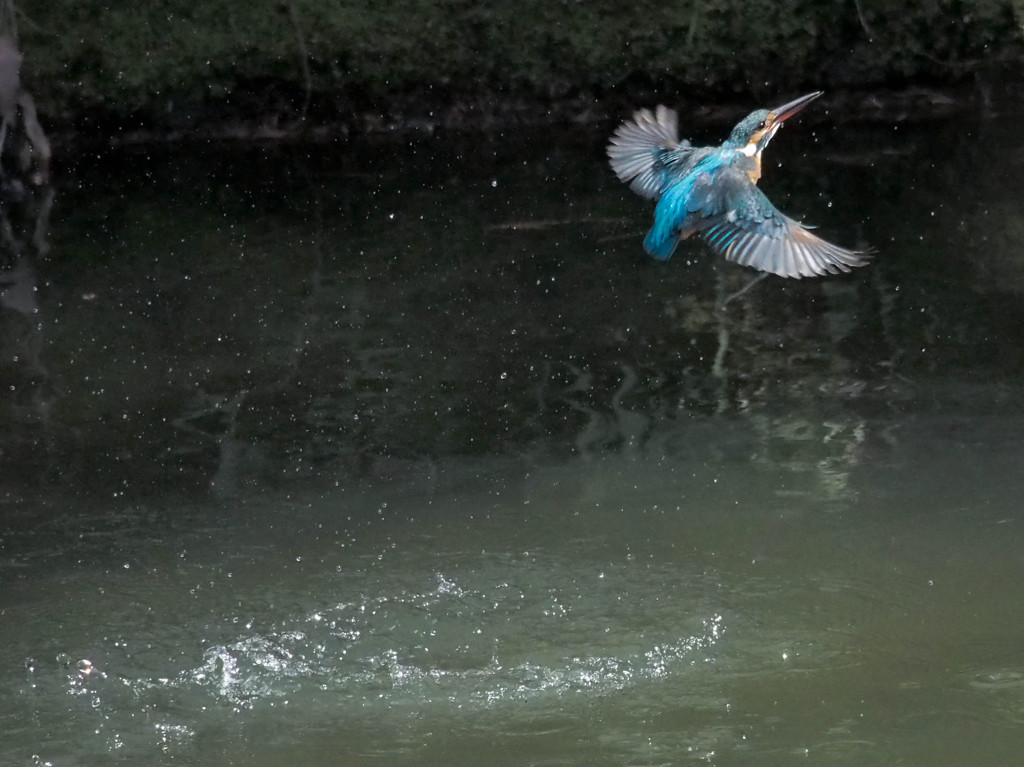 カワセミ、上昇！(連写3)
