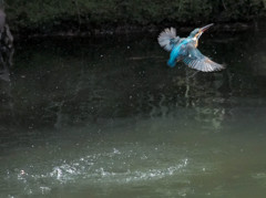 カワセミ、上昇！(連写3)