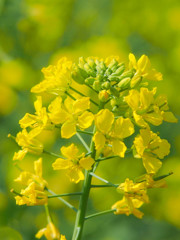 菜の花