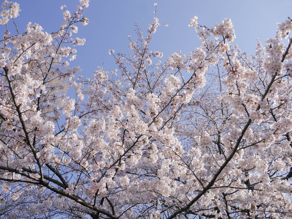 桜 見上げる By りんごろう Id 写真共有サイト Photohito