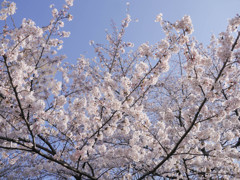 桜、見上げる