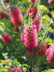 ブラシのような花