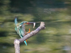 カワセミさん、着艦しま～す