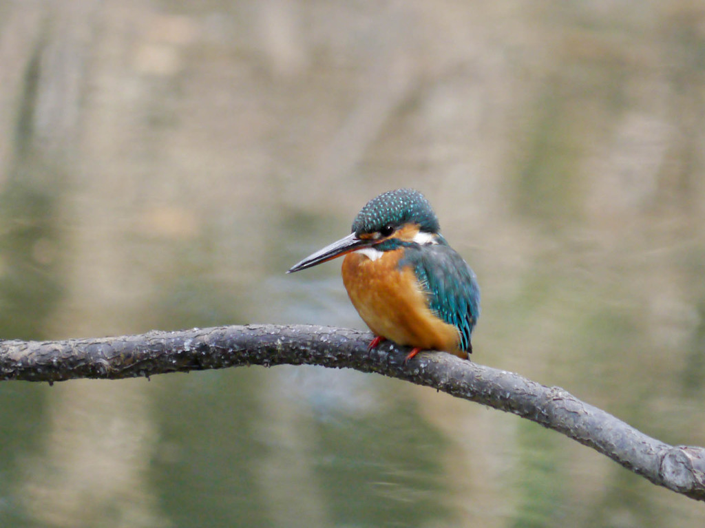 カワセミの出会い１