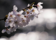 桜と丸暈け