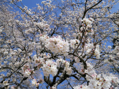 コンパクトデジカメ(コンデジ)で桜を愛でる３