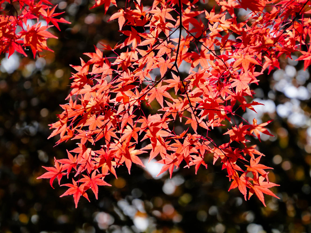 紅の葉