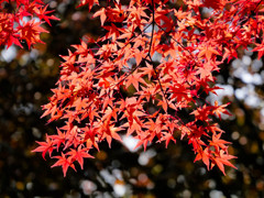 紅の葉