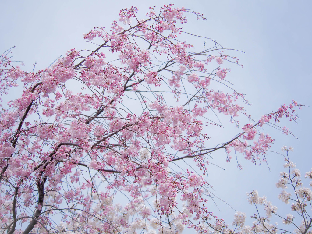 たゆたう枝垂れ桜