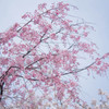 たゆたう枝垂れ桜