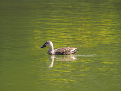 黄色い花が映る湖面を泳ぐカモ