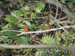 カワセミペア、恋実る5