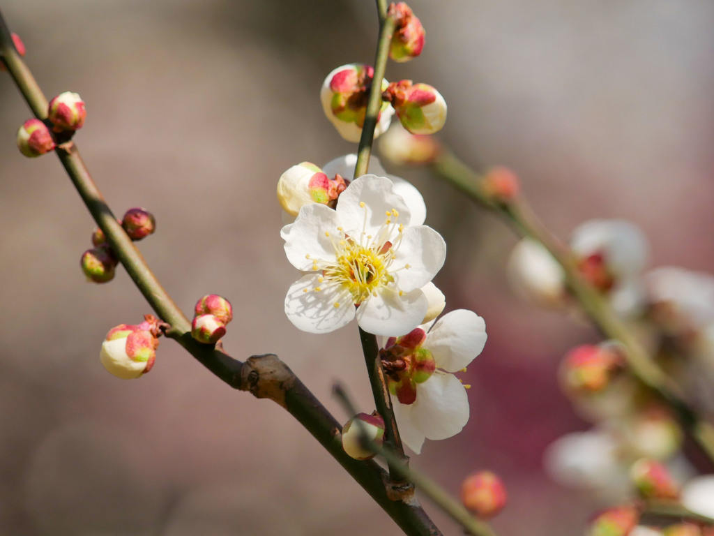梅の花で比較作例2(G7)