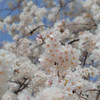 たくさんの中から君達を選ぶ