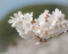 三色に彩られた花の夢