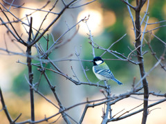 枯れ枝にシジュウカラ