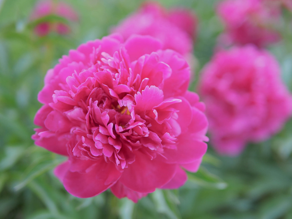 赤紫の花