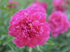 赤紫の花