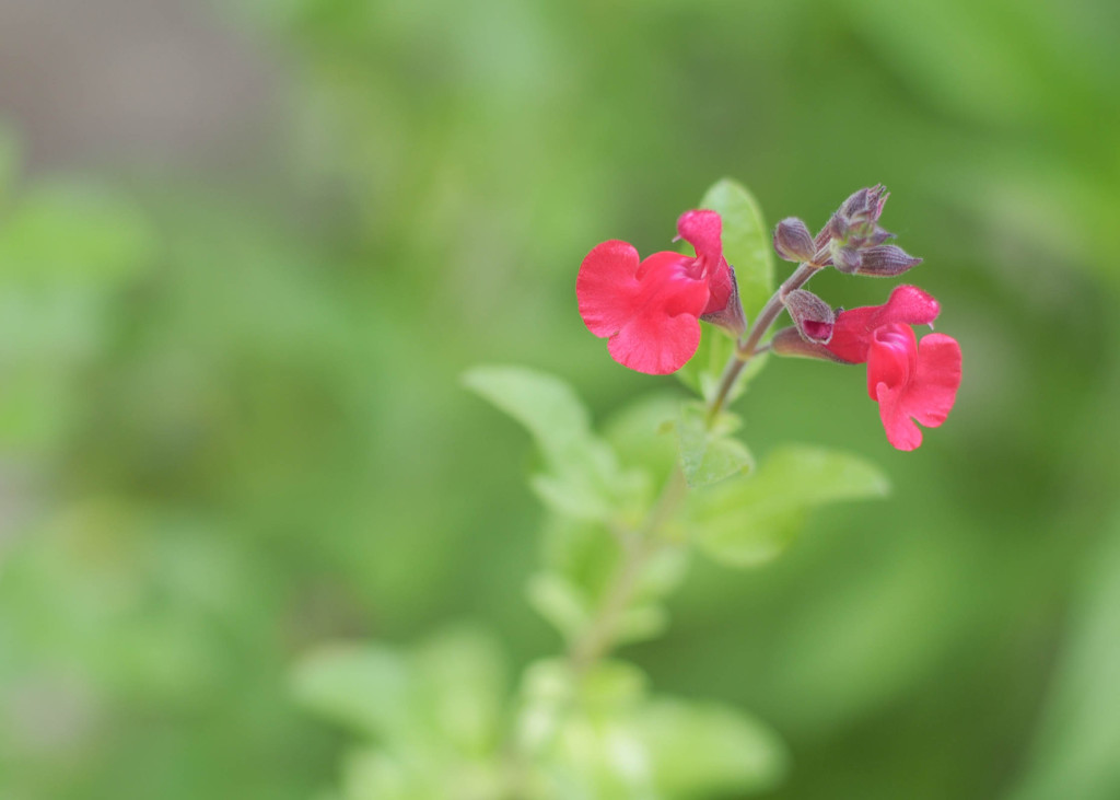 補色で目立つ花