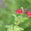 補色で目立つ花