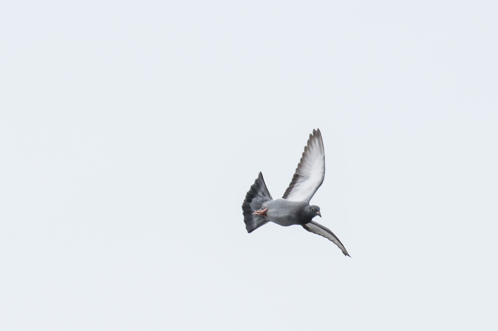 突風に煽られる鳩３