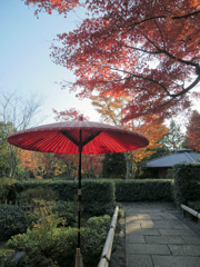 紅葉と紅傘