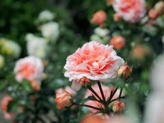 優しさと凛々しさを持つ色の薔薇