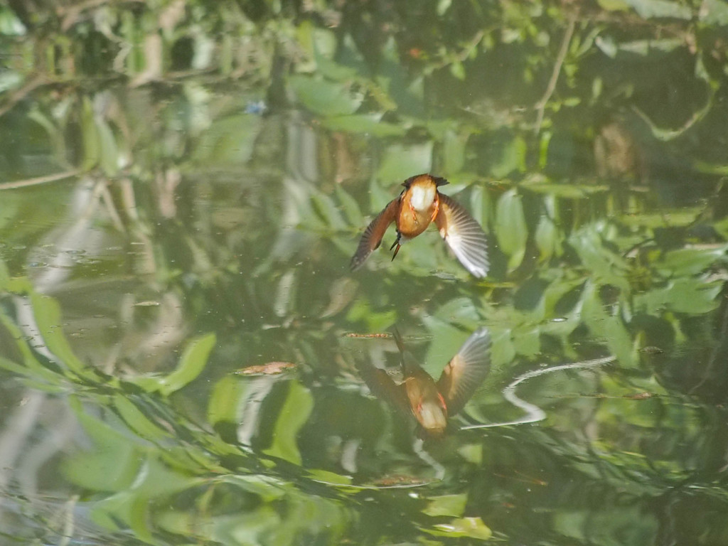 カワセミ、水面鏡への突入