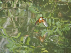 カワセミ、水面鏡への突入