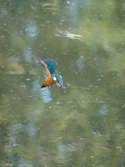 カワセミ、ホバリングからの～