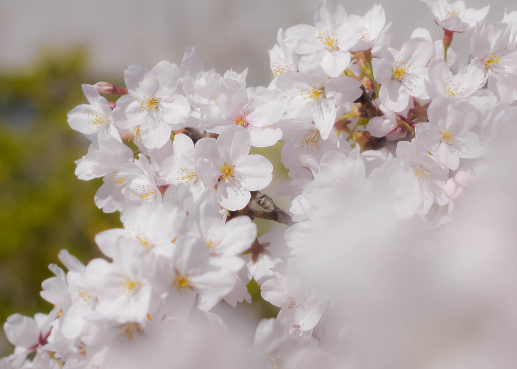 桜近撮04