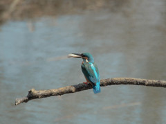 ふられるカワセミ2