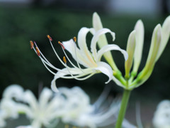 2013年彼岸花初撮り