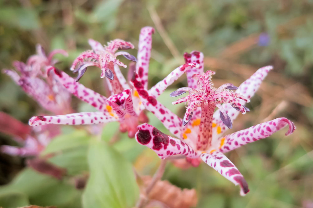 ホトトギスという花