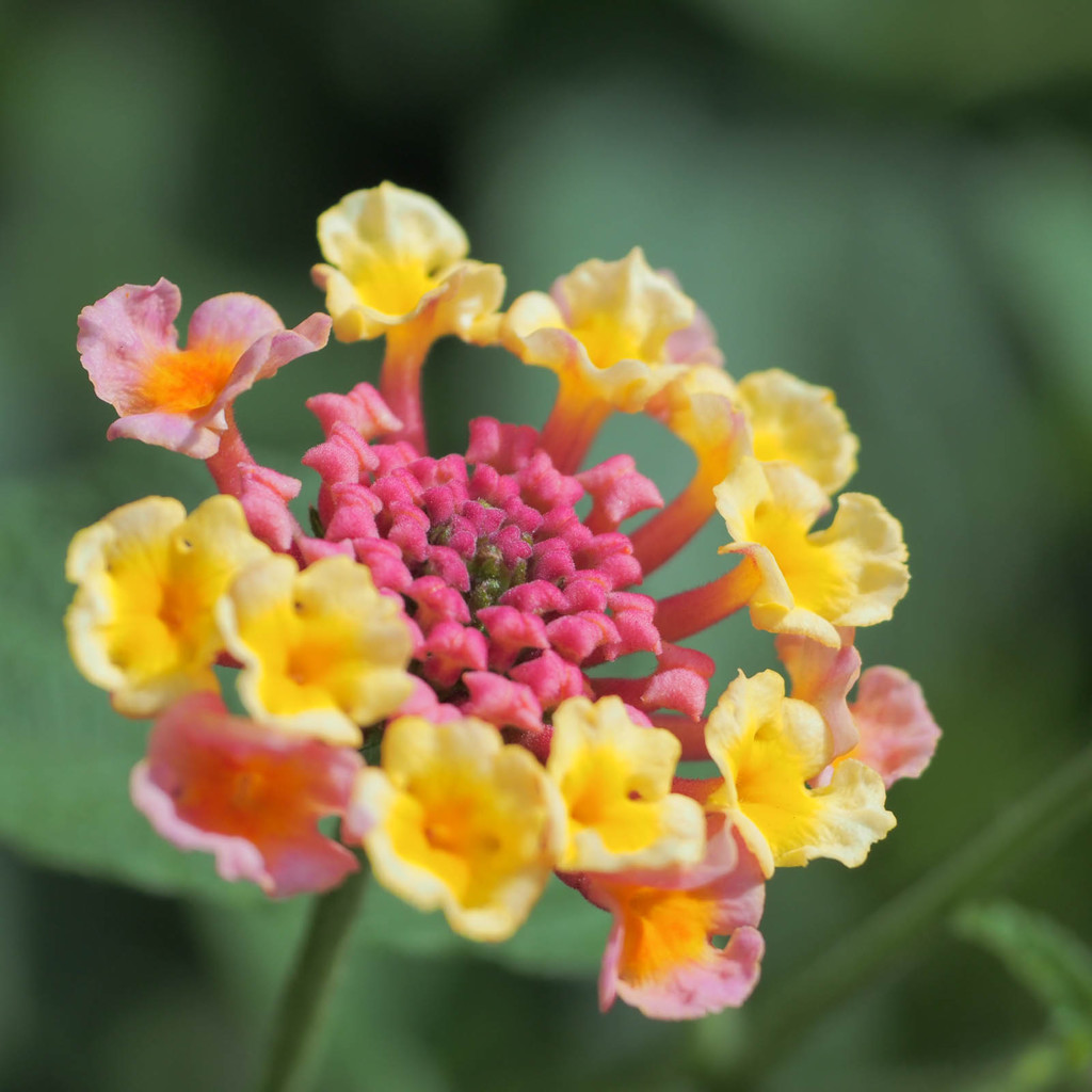 今年もランタナが咲いた