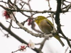 寒い曇天でもメジロは元気