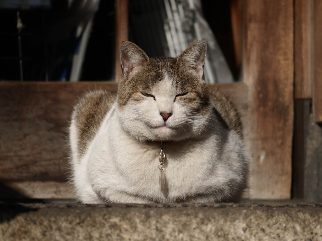 にゃんこスナップ4