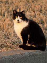 夕日を浴びる猫2