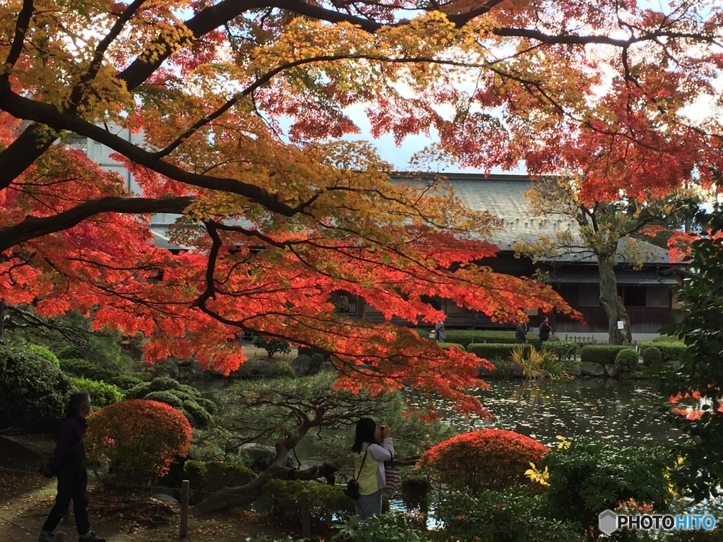 紅葉