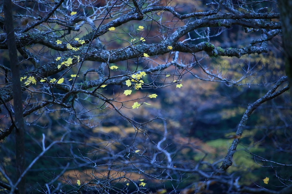 late in autumn no.52