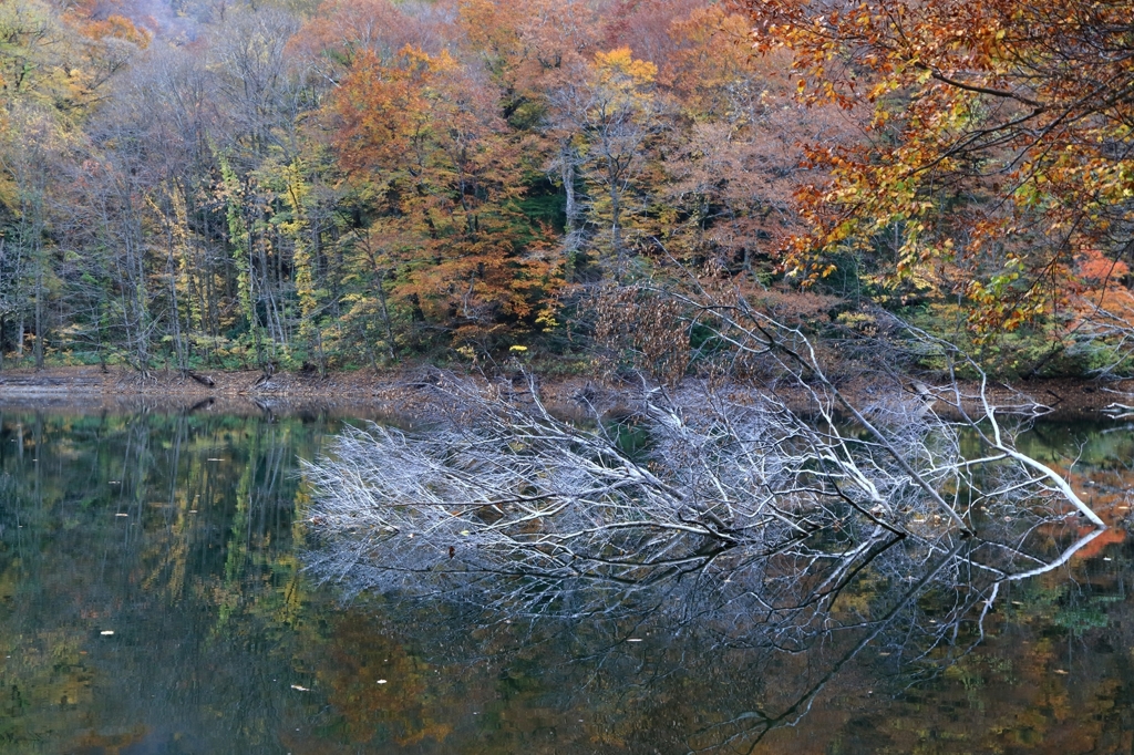 深秋の森