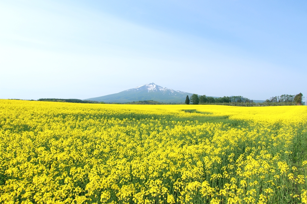 yellow carpet v