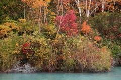 地獄池の紅葉