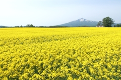 yellow carpet iii