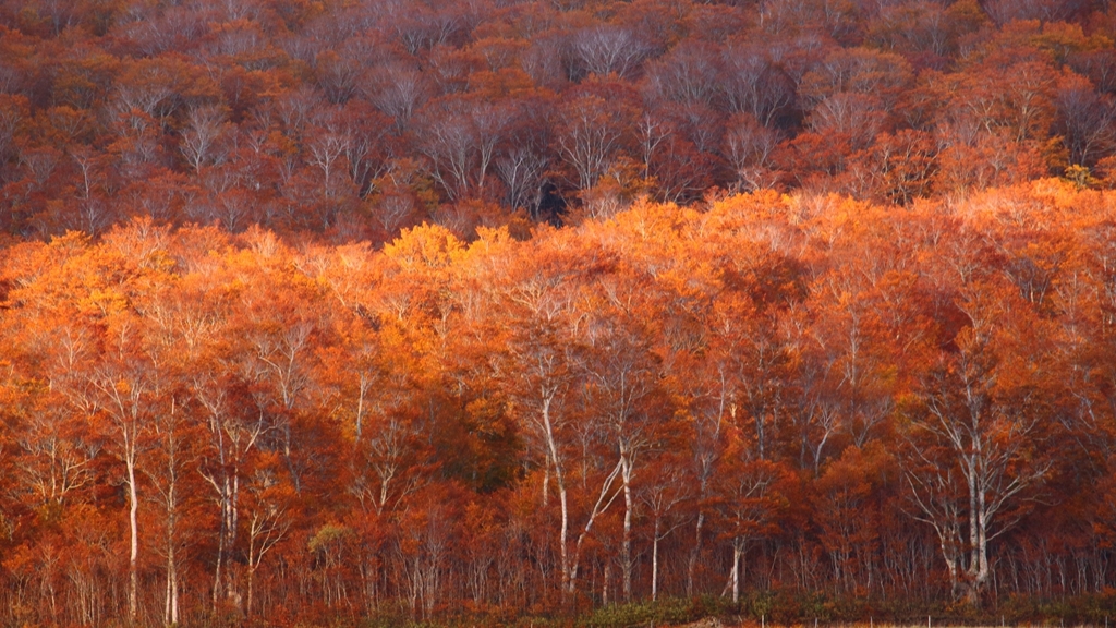 late in autumn no.4