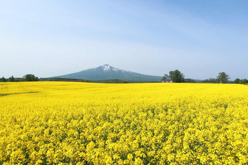 yellow carpet ii